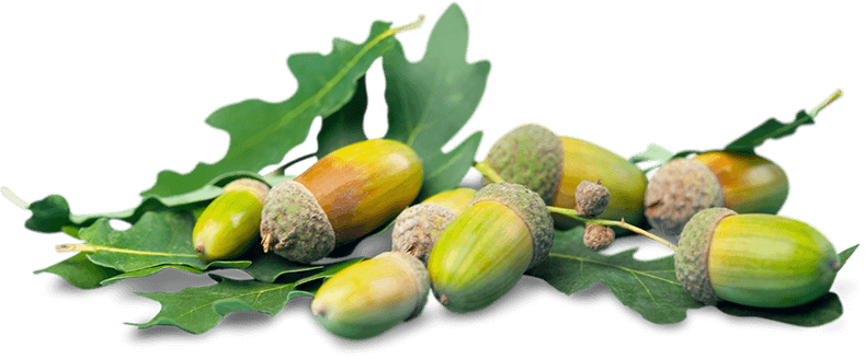 acorns